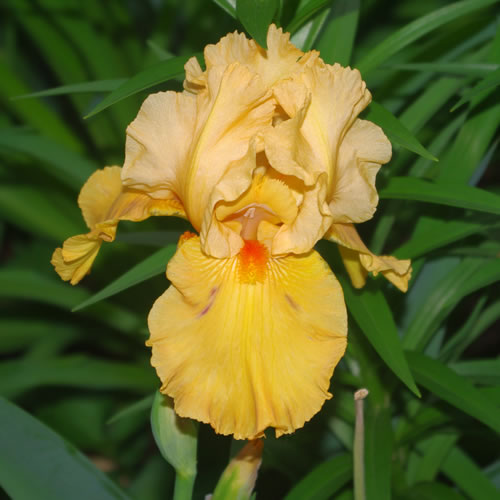 Iris germanica Avalon Sunset